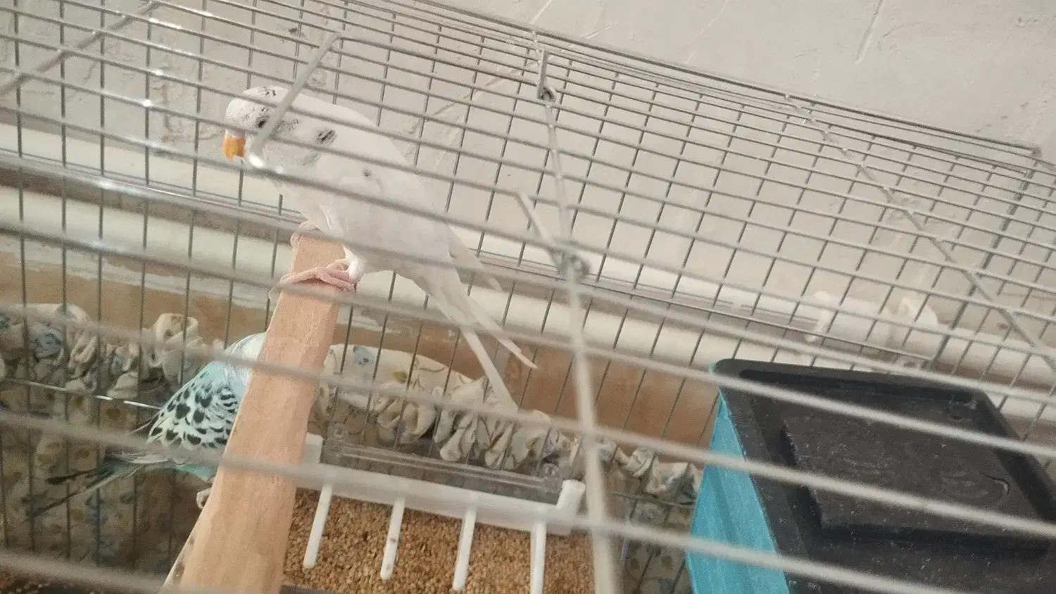 مرغ عشق نر|پرنده|سرپل ذهاب, |دیوار