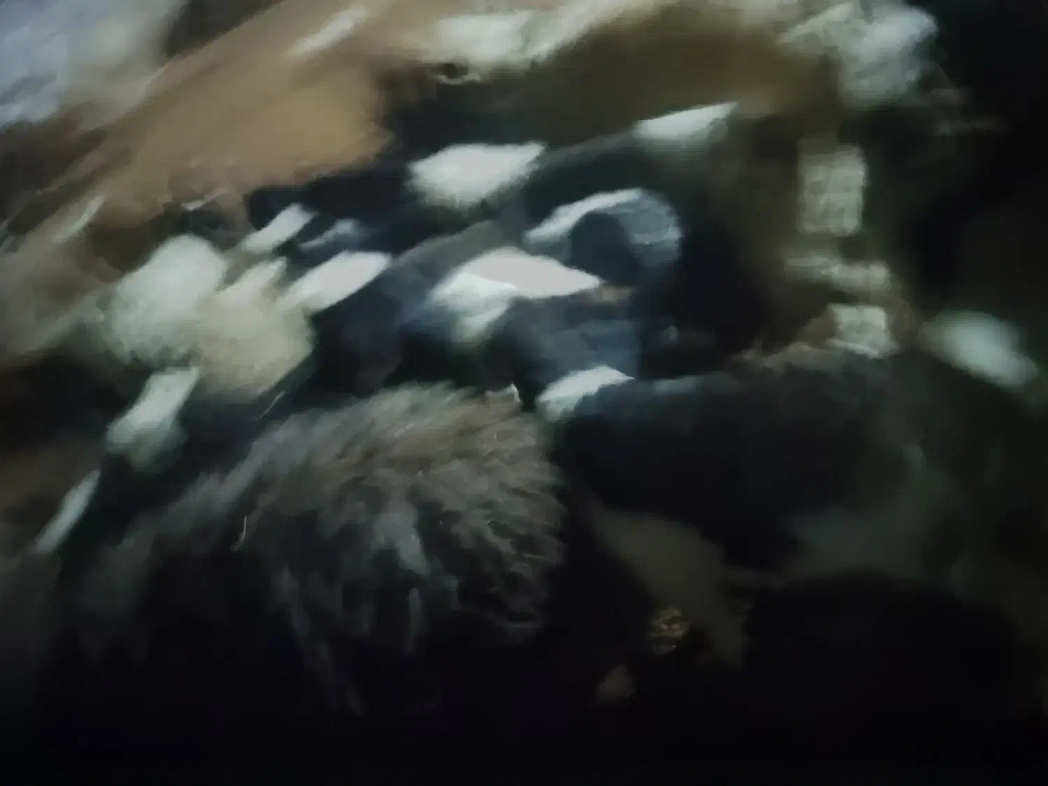 فروش میش بردار وابستن سنگین درجه یک|حیوانات مزرعه|پاسارگاد, |دیوار