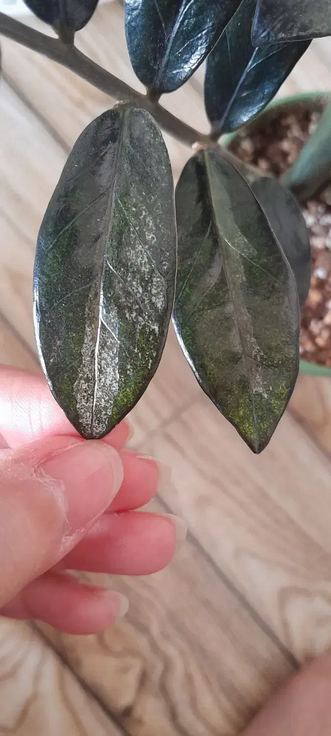 زاموفیلیا بلک ابلق خوشرنگ|گل و گیاه طبیعی|هشتگرد, فاز ۷ مهستان|دیوار