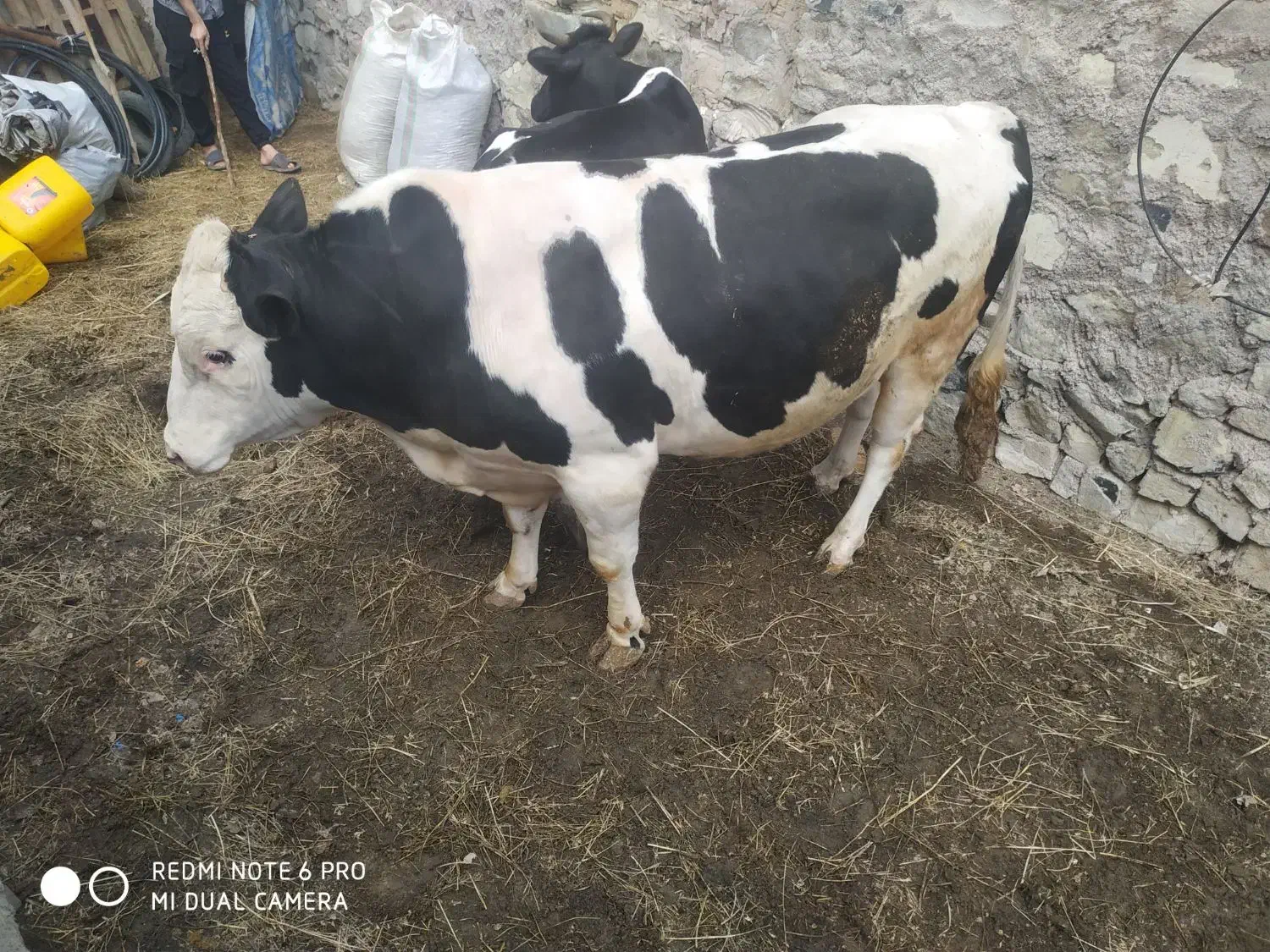 گوساله وگاو گوشتی نر وماده|حیوانات مزرعه|تهران, فردوسی|دیوار