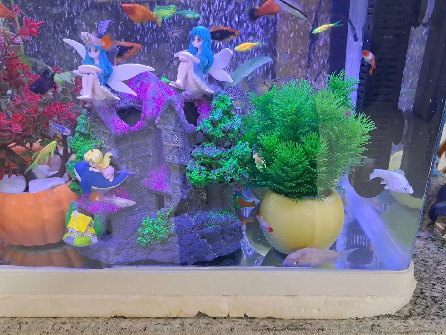 آکواریوم|ماهی|کرمان, |دیوار