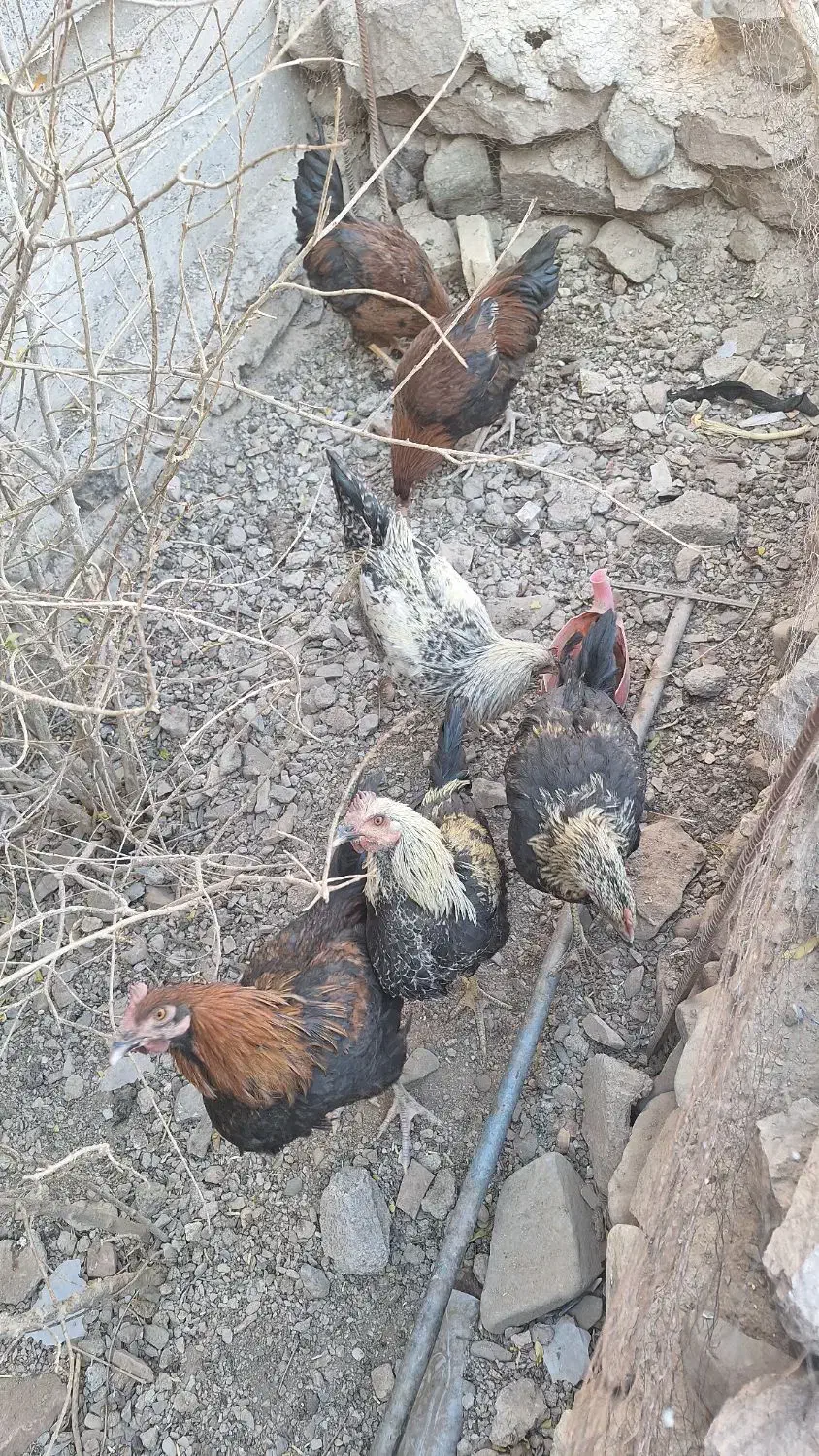 خروس محلی اصل تاج کوچیک|حیوانات مزرعه|شوسف, |دیوار