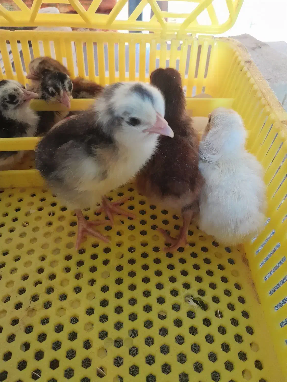 جوجه غاز|حیوانات مزرعه|رشت, پسیخان|دیوار