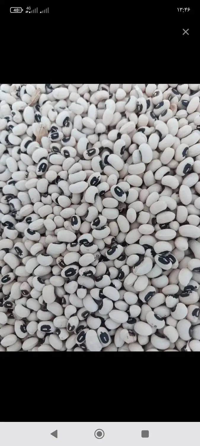 لوبیا خشک و تمیز|خوردنی و آشامیدنی|اهواز, اهواز|دیوار