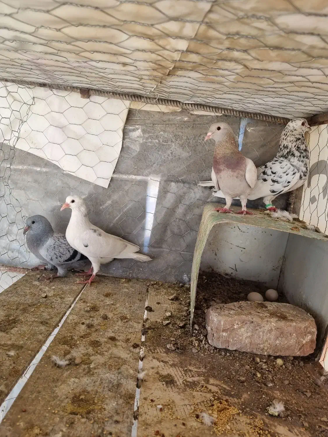 سار|حیوانات|رفسنجان, |دیوار