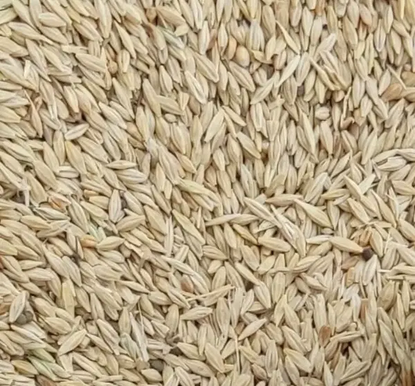 جو آبی|خوردنی و آشامیدنی|شهرکرد, |دیوار