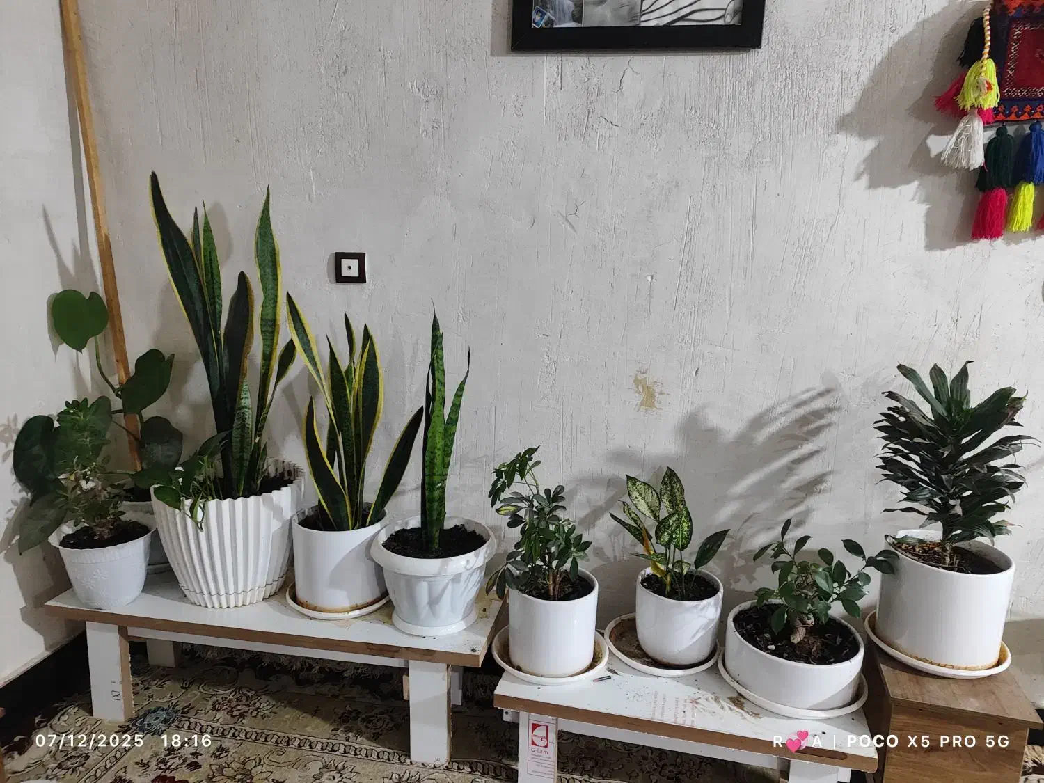 گل ها|گل و گیاه طبیعی|یاسوج, |دیوار