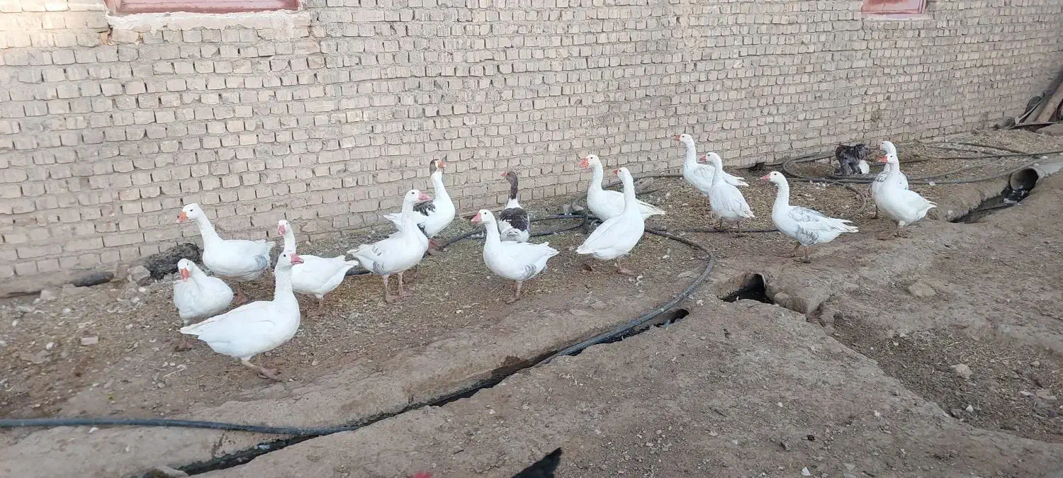 غاز بالغ جوان فروشی با قیمت خیلی مناسب فروش فوری|حیوانات مزرعه|قم, شهرک توانیر|دیوار