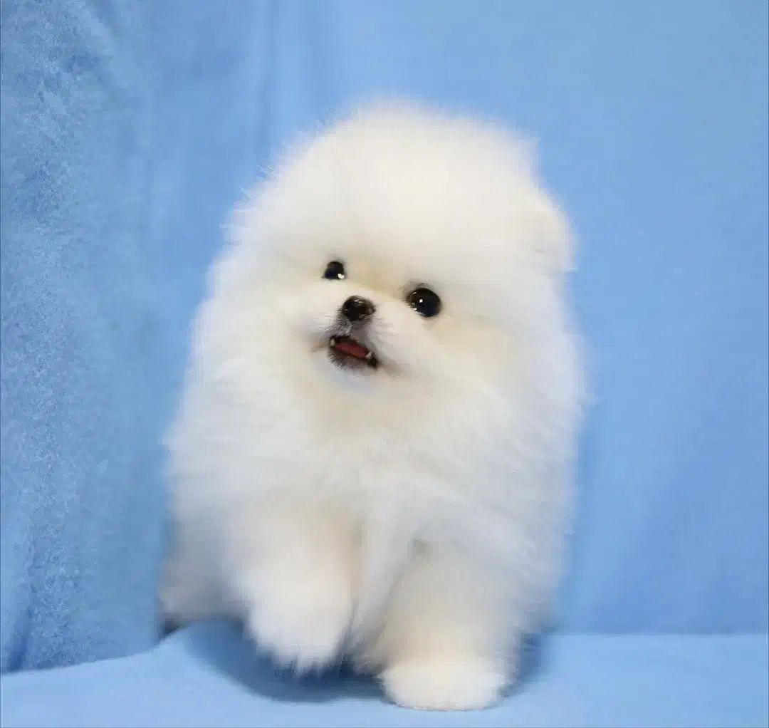 سگ توله پامر . پامرانین خرسی سفید ۷۲ روز|سگ|تهران, ایوانک|دیوار