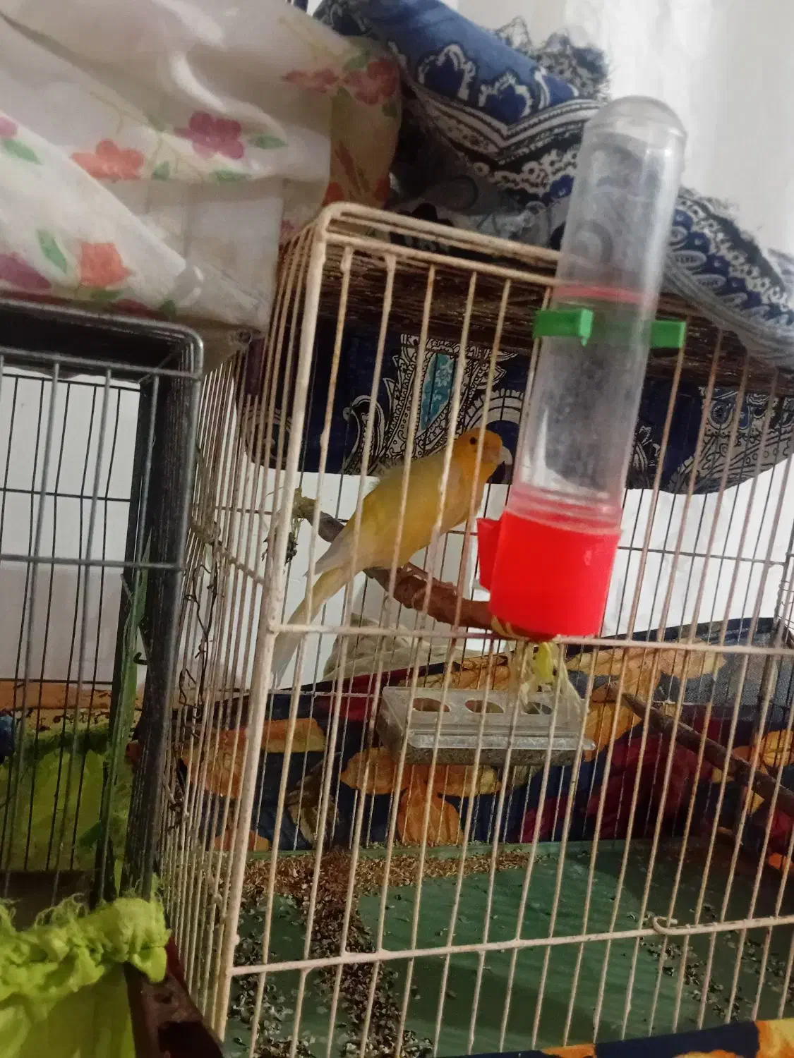 قناری نر|پرنده|تبریز, |دیوار