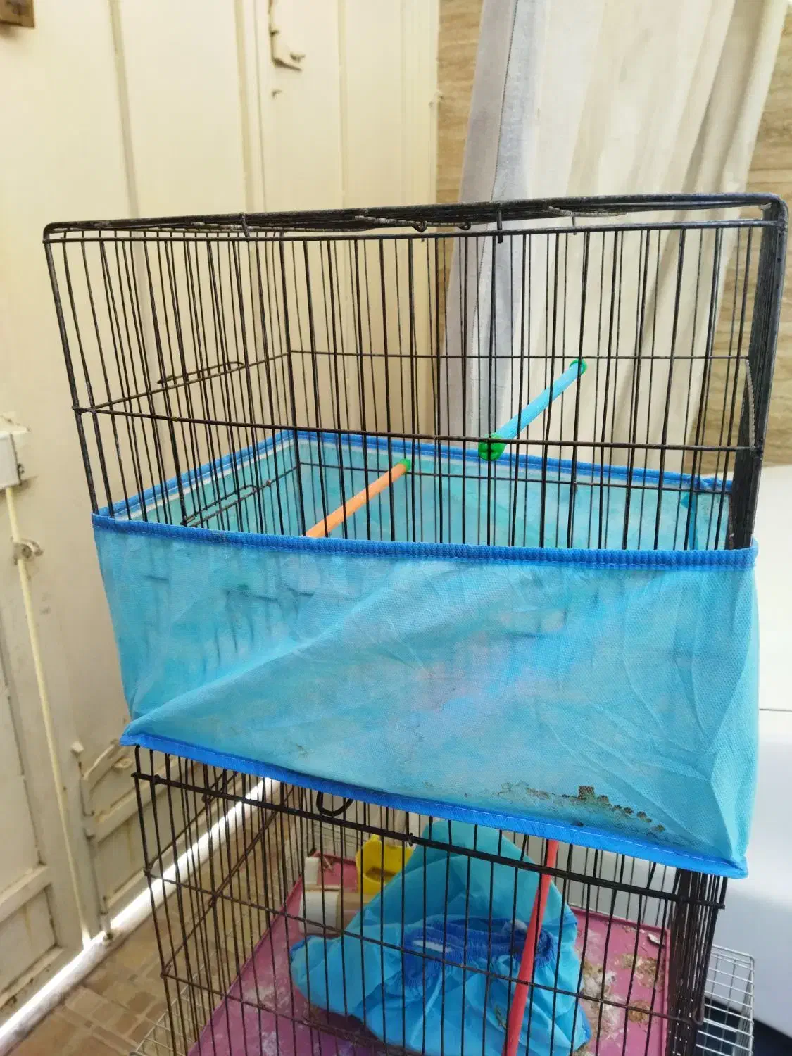 قفس پرنده سهره قناری|پرنده|شیراز, صاحب الزمان|دیوار