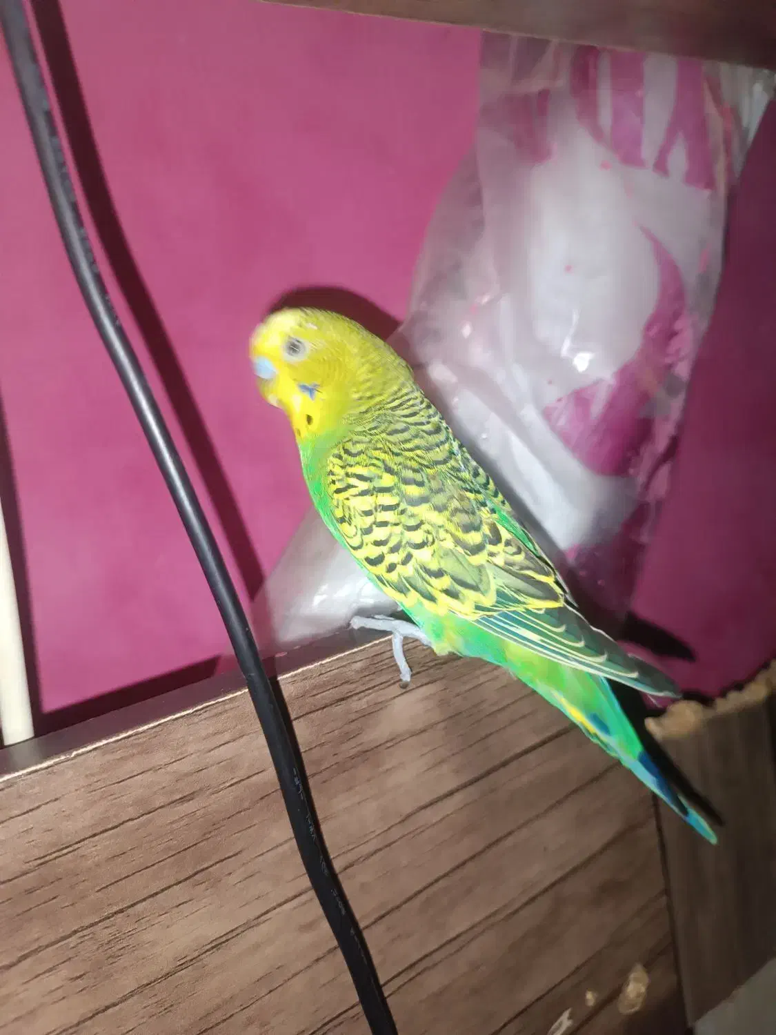 مرغ عشق نر معاوضه با ماده|پرنده|اسلامشهر, مسکن مهر اسلاشهر (شهرک امام خمینی)|دیوار