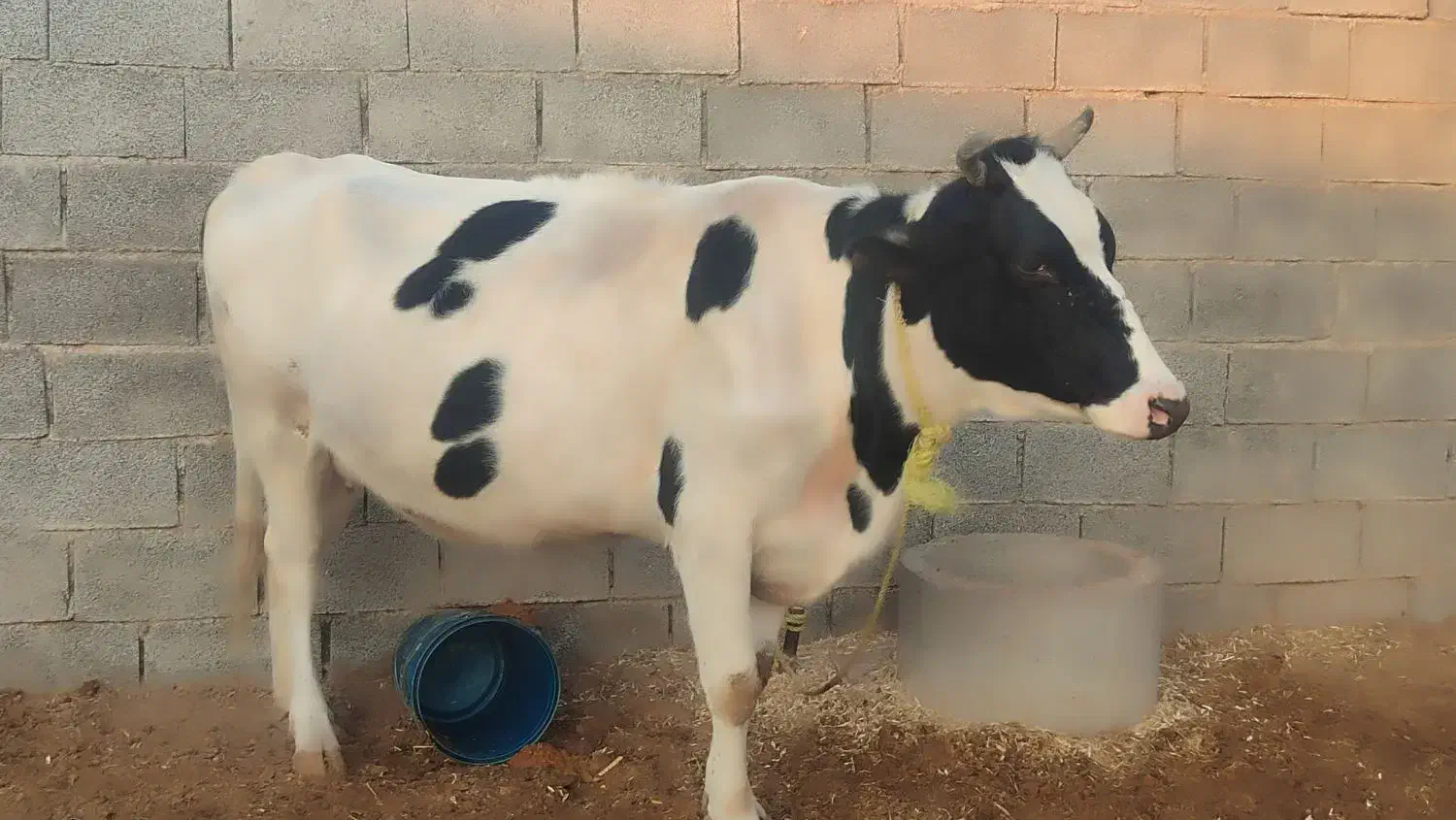 گاو خارجی نزدیک زایمان|حیوانات مزرعه|کرخه, |دیوار