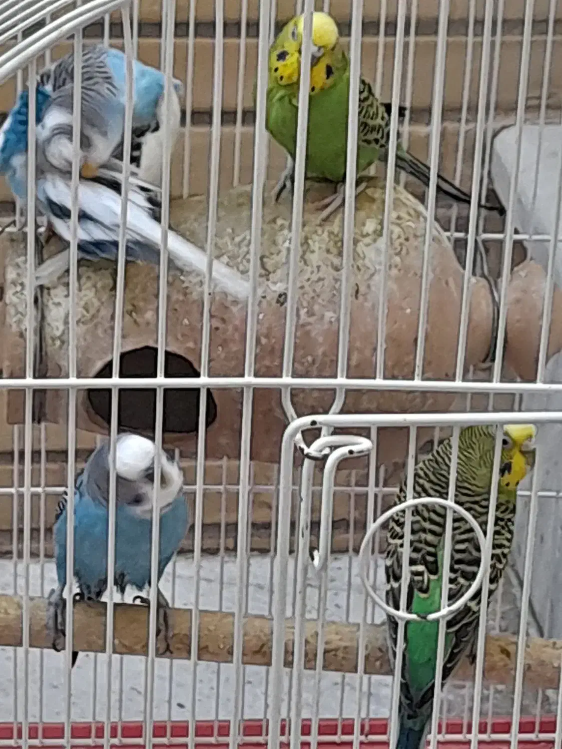 مرغ عشق|پرنده|زاهدان, |دیوار