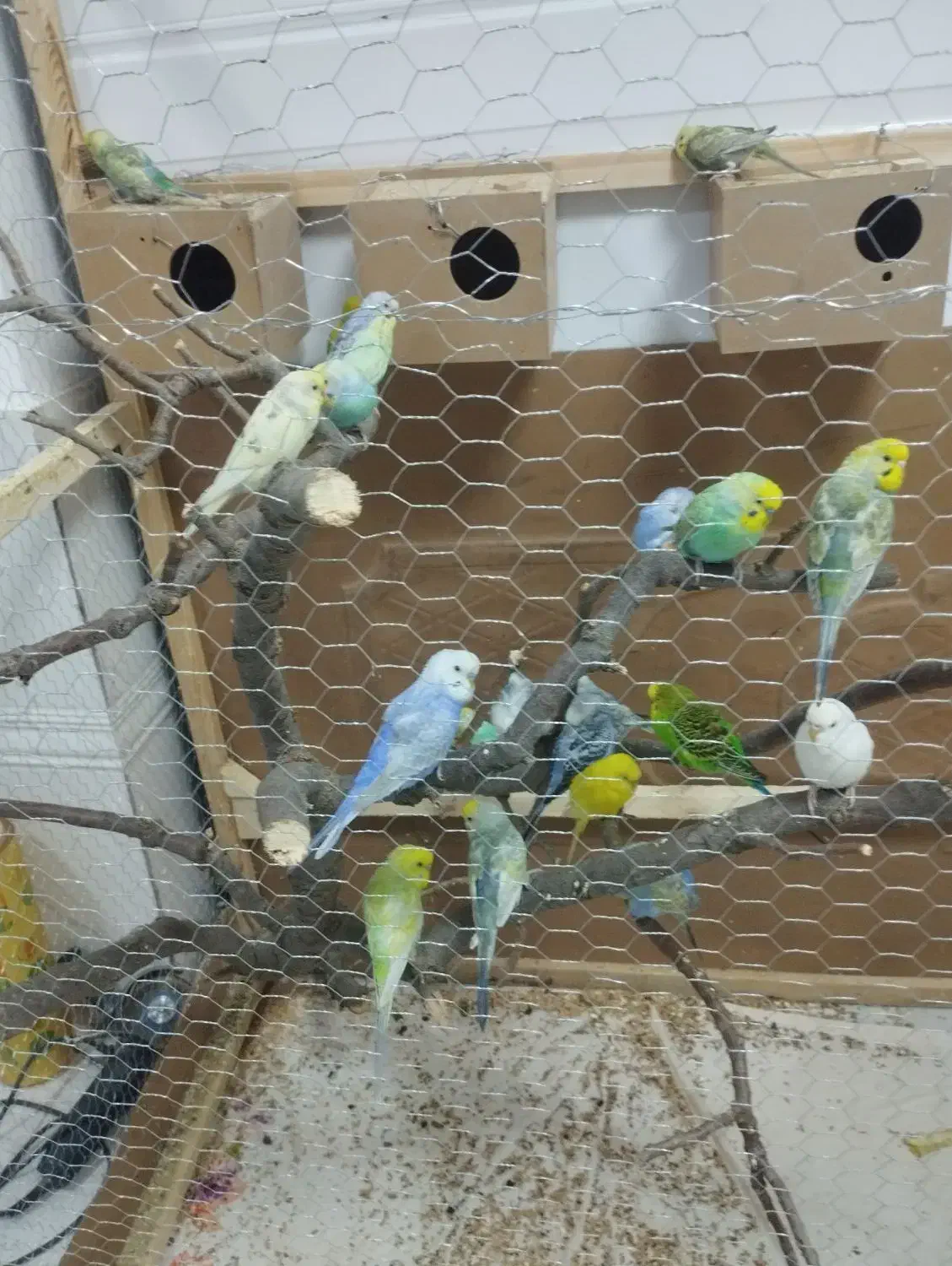 مرغ عشق|پرنده|مریوان, |دیوار