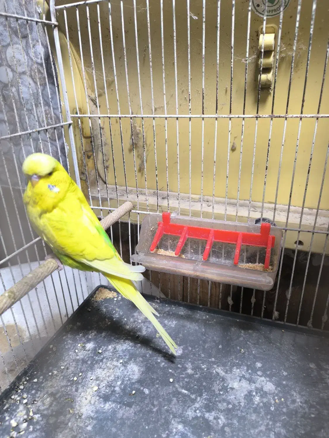 مرغ عشق انگلیسی گریدaو کوتوله مارال|پرنده|تهران, لویزان|دیوار