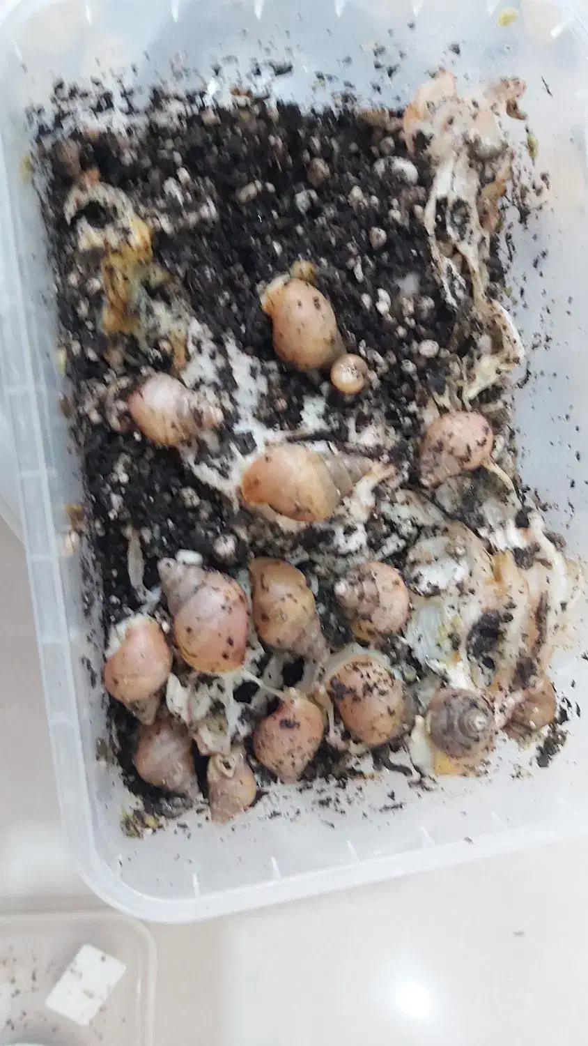 جوجه حلزون برای کار در منزل|خزنده|کرج, عظیمیه|دیوار