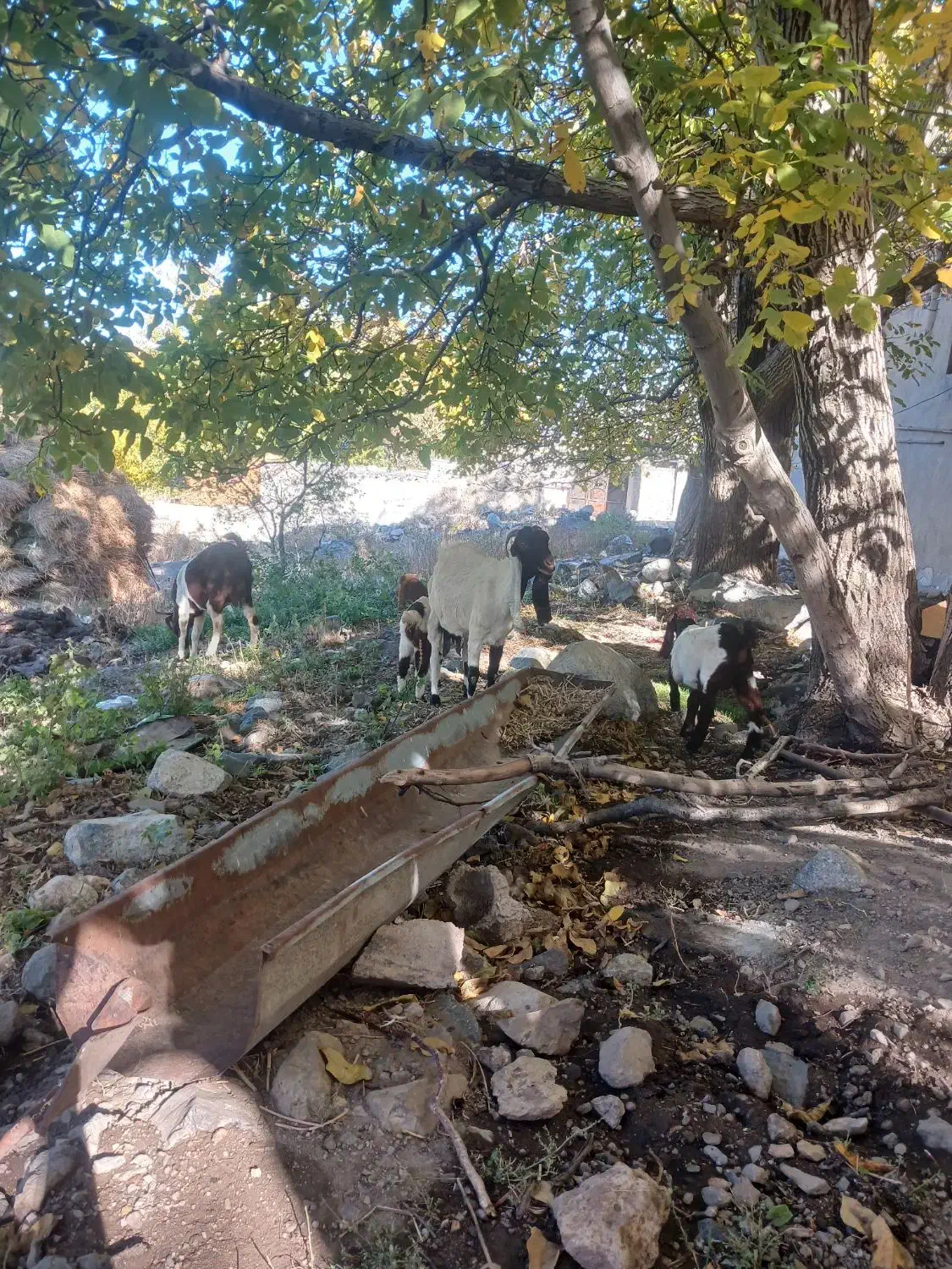 سلام دوعدد بز پاکستانی با بزغاله اش|حیوانات مزرعه|سراب, |دیوار