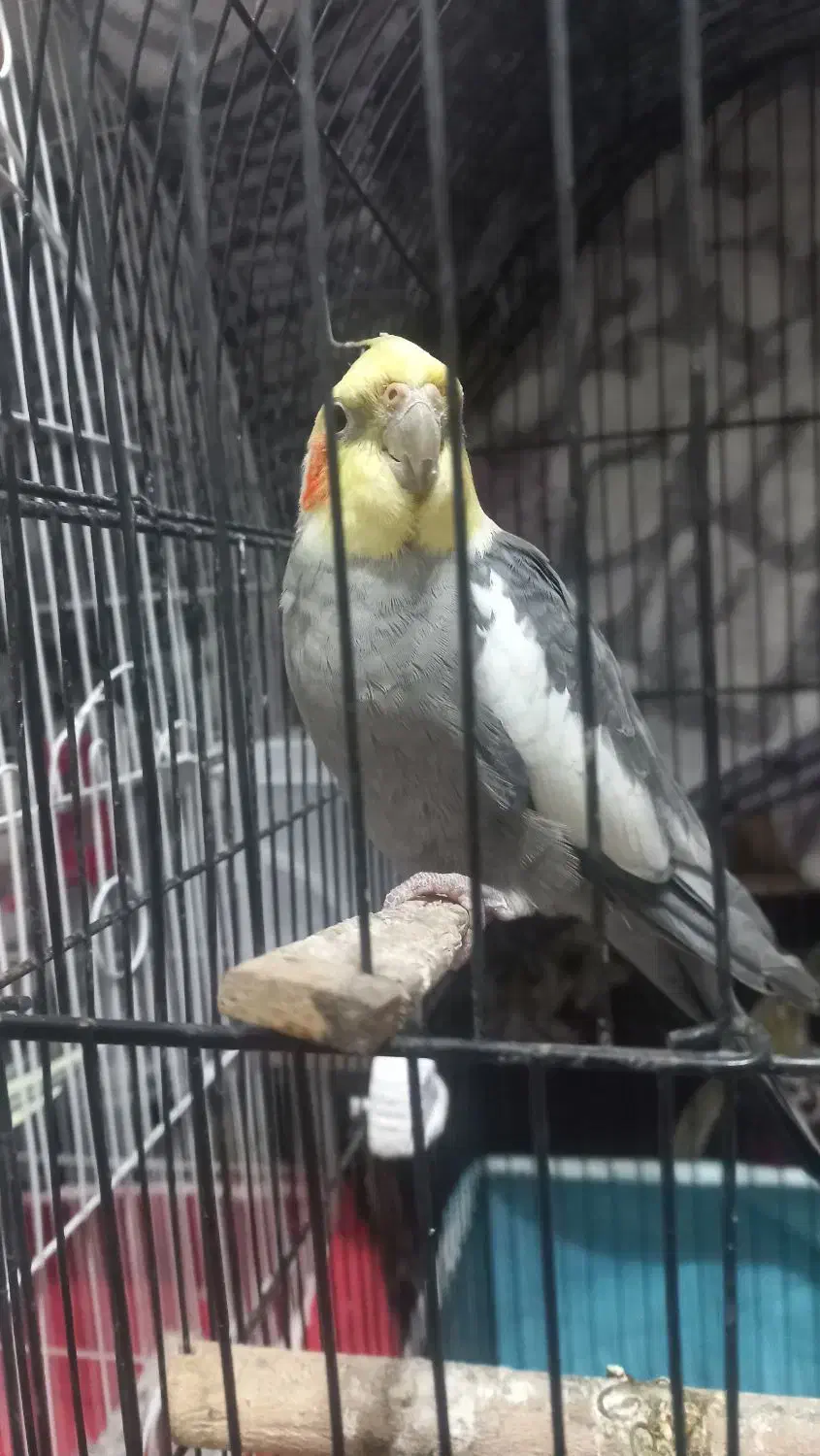 پرنده عروس هلندی|پرنده|آستانه اشرفیه, |دیوار