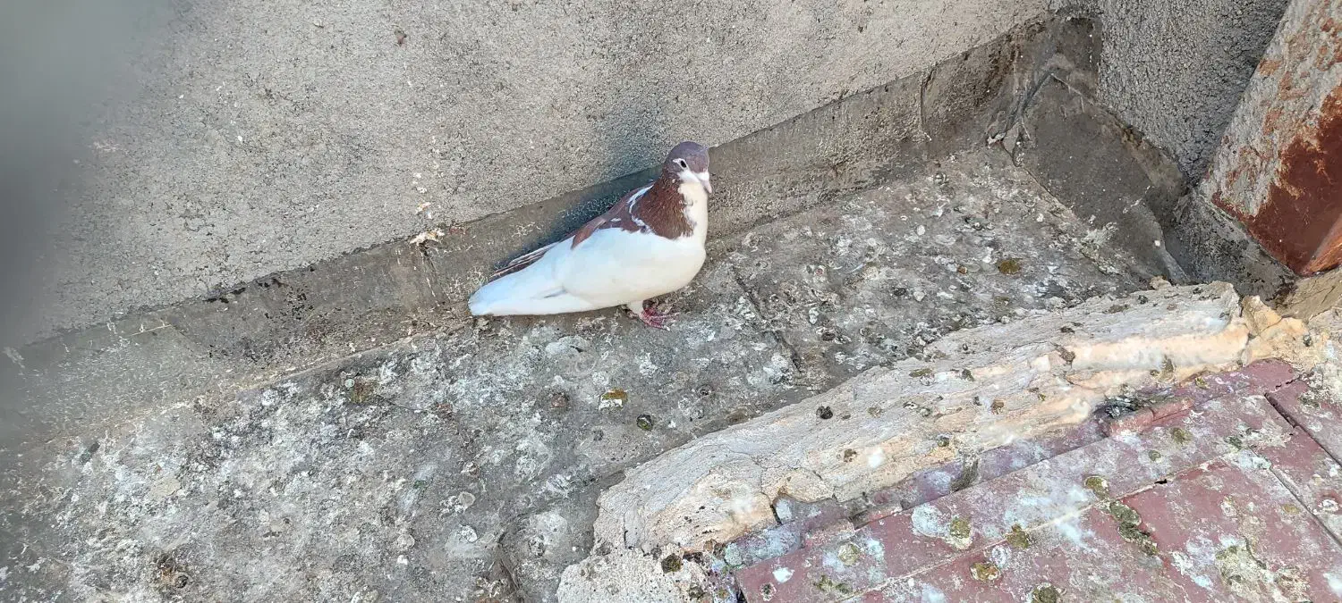 کبوتر|پرنده|ملکآباد, |دیوار