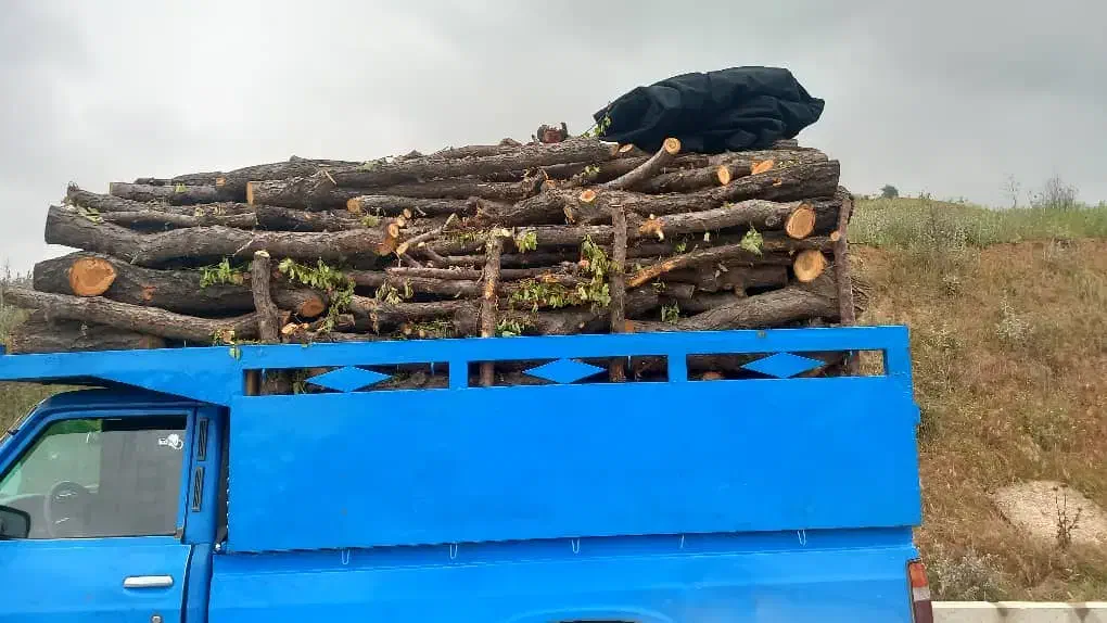 خرید چوب و هیزم باغی.|خدمات باغبانی و درختکاری|شاهرود, |دیوار