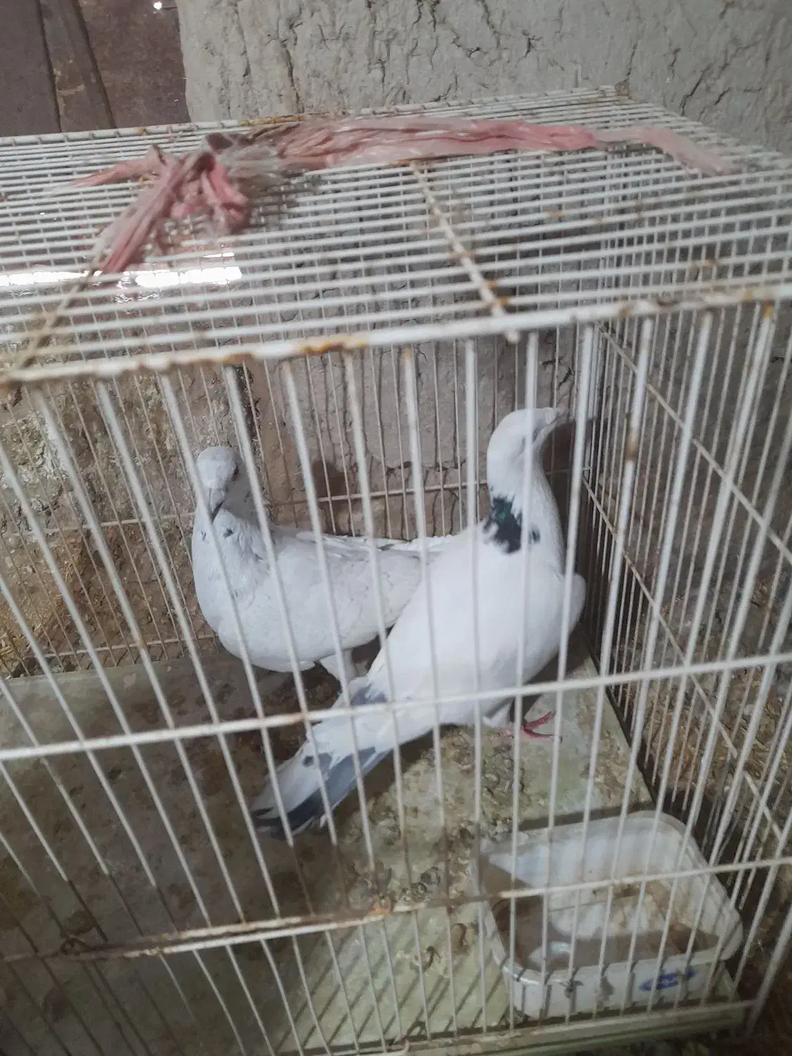 کبوتر.پرشی|پرنده|شیروان (خراسان), |دیوار