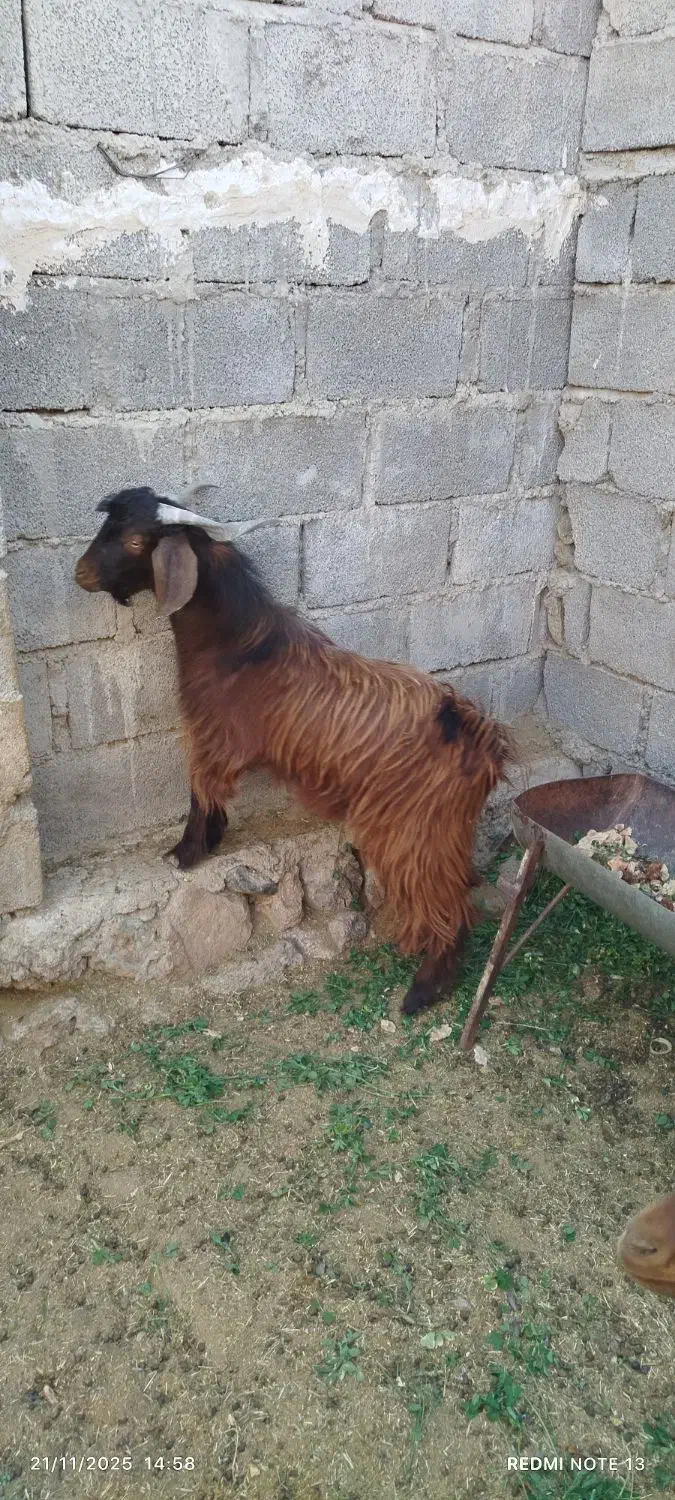 فروش فوری دوتروشت|حیوانات مزرعه|مهرستان, |دیوار