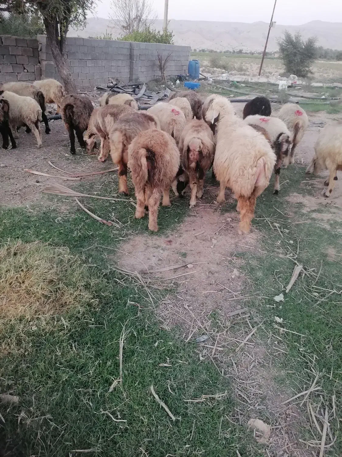 گوسفند|حیوانات مزرعه|فراشبند, |دیوار