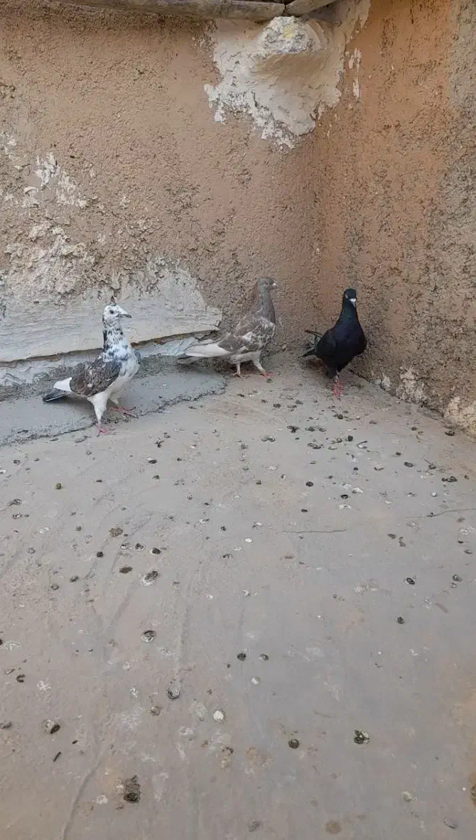 کبوتر ماده|پرنده|سروستان, |دیوار