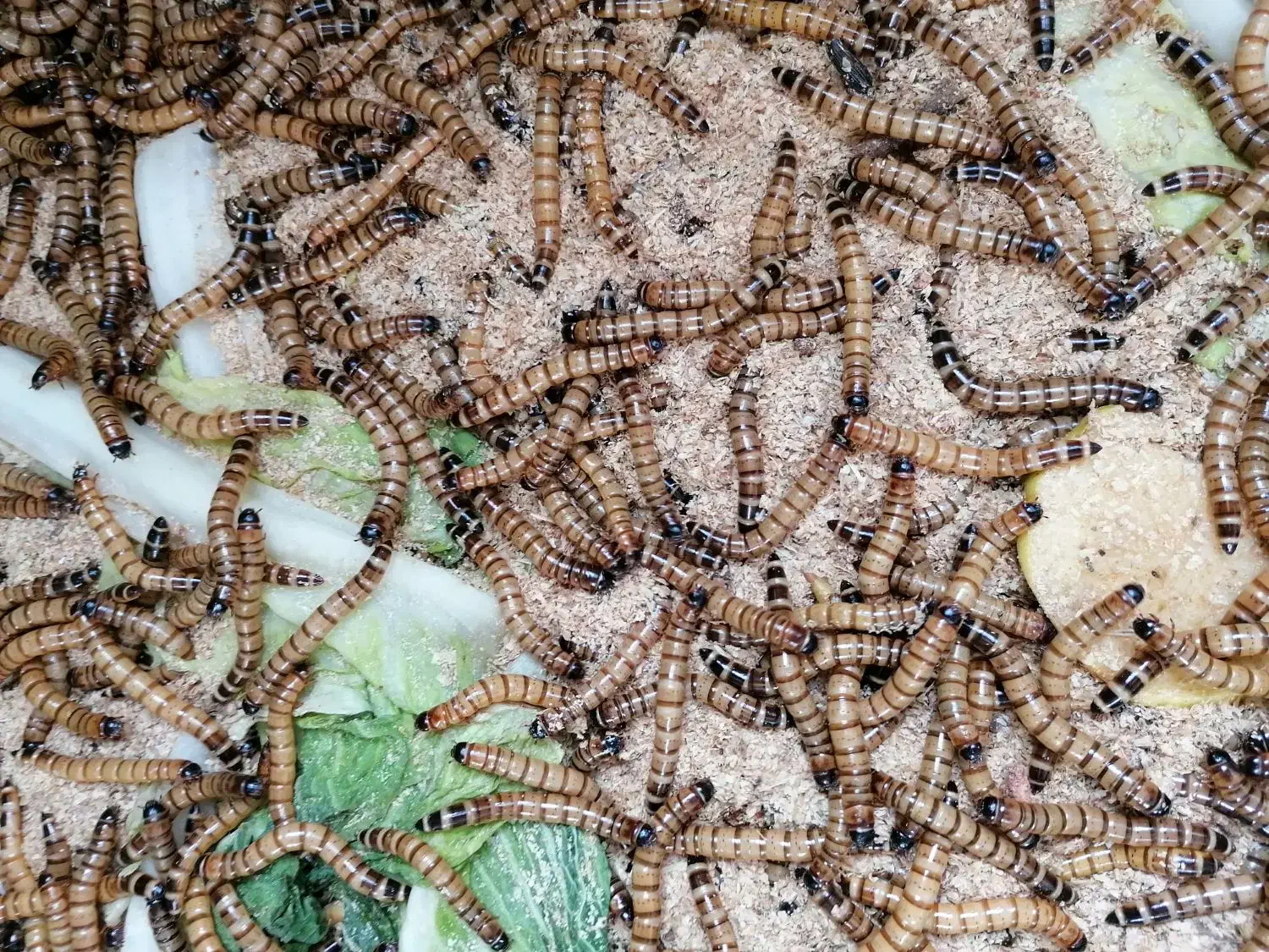 کرم سوپرورم سوپر ورم طعمه ماهی گیری|خزنده|ری, دولتآباد|دیوار