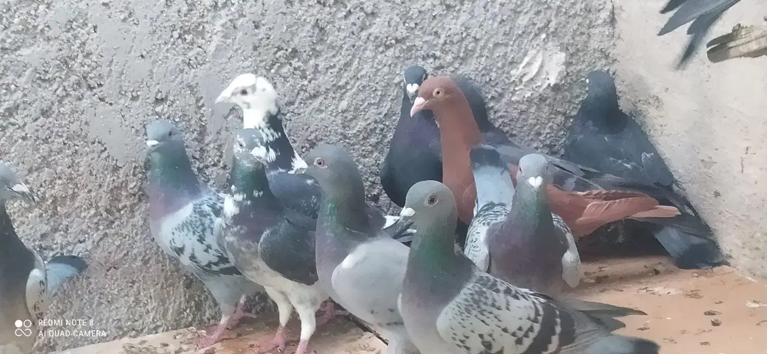 20کبوتر پلاکی پولکی و...|پرنده|خورموج, |دیوار