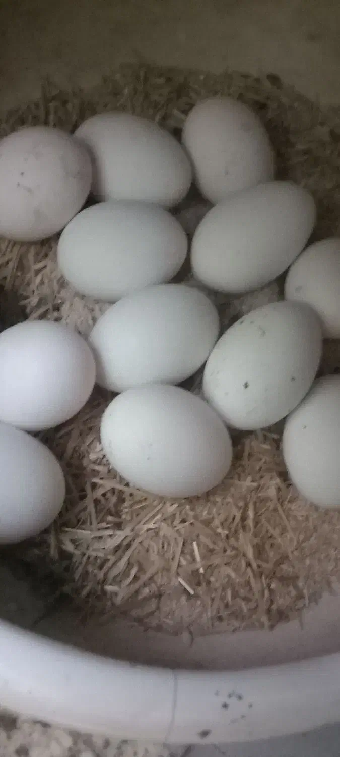 تخم سیبرایت تازه سیلور|حیوانات مزرعه|رشت, نخودچر|دیوار