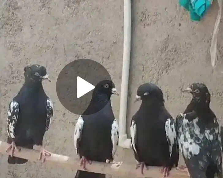 کبوتر فروشی|پرنده|کاشمر, |دیوار