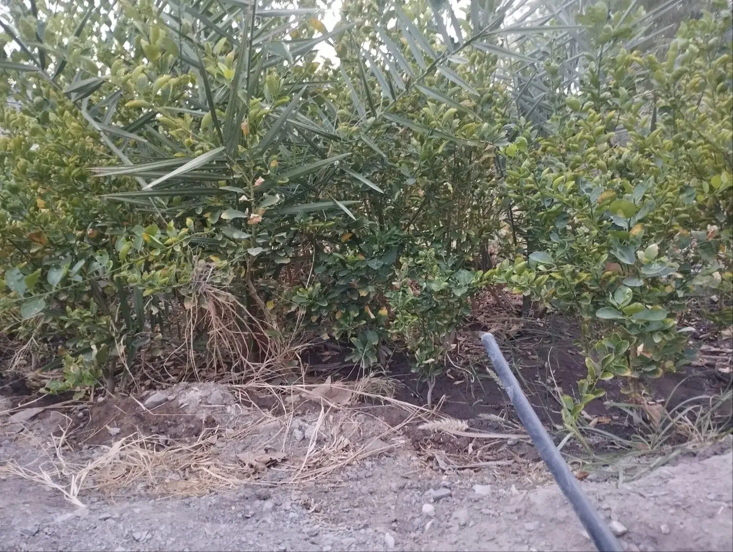 نهال لیمو ترش|گل و گیاه طبیعی|جغین, |دیوار