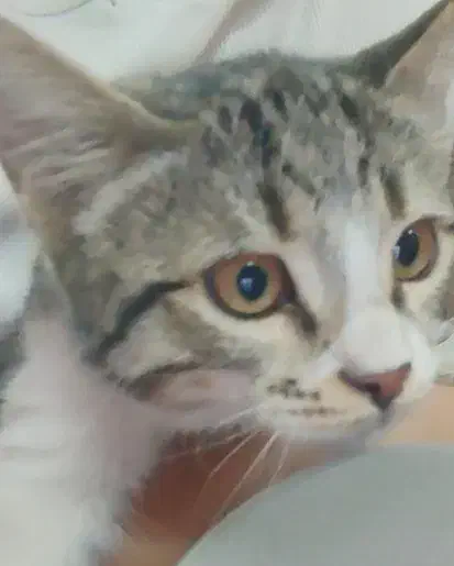 واگذاری رایگان 4 بچه گربه|گربه|کرمان, |دیوار