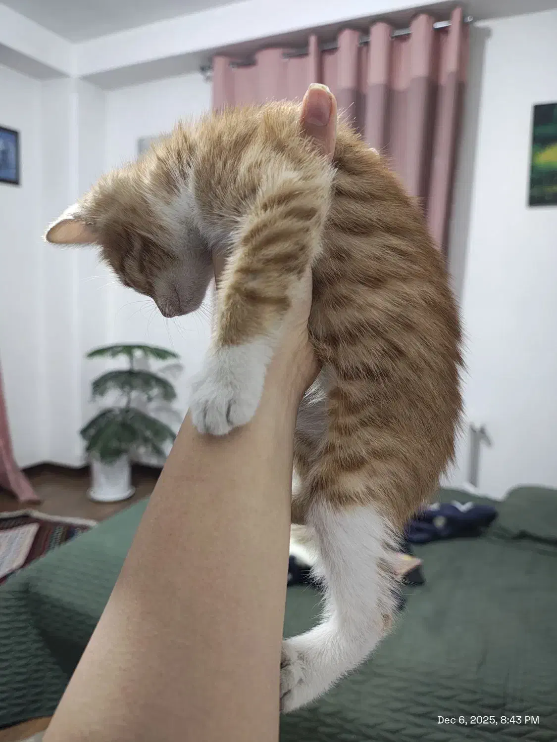 واگذاری جوجه گربه ی ۲ ماهه ی پرتغالی|گربه|شهریار, شهریار|دیوار