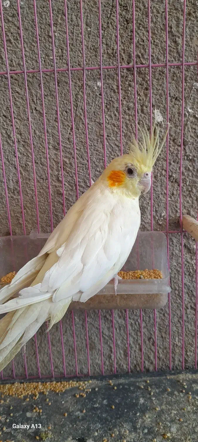 عروس هلندی|پرنده|سبزوار, رباط|دیوار