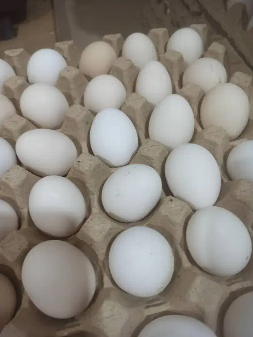 تخم مرغ نطفه دار و تخم بلدرچین نطفه دار|حیوانات مزرعه|دهدشت, |دیوار