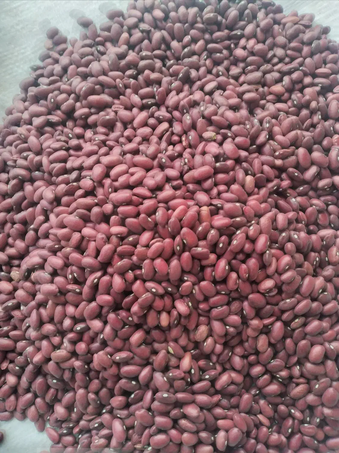 لوبیا قرمز بوجاری شده|خوردنی و آشامیدنی|ایجرود, |دیوار