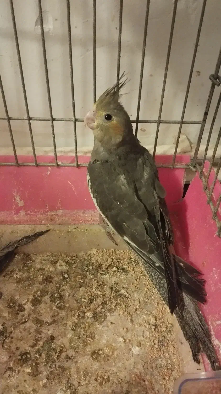 فروش عروس هلندی|پرنده|تبریز, |دیوار