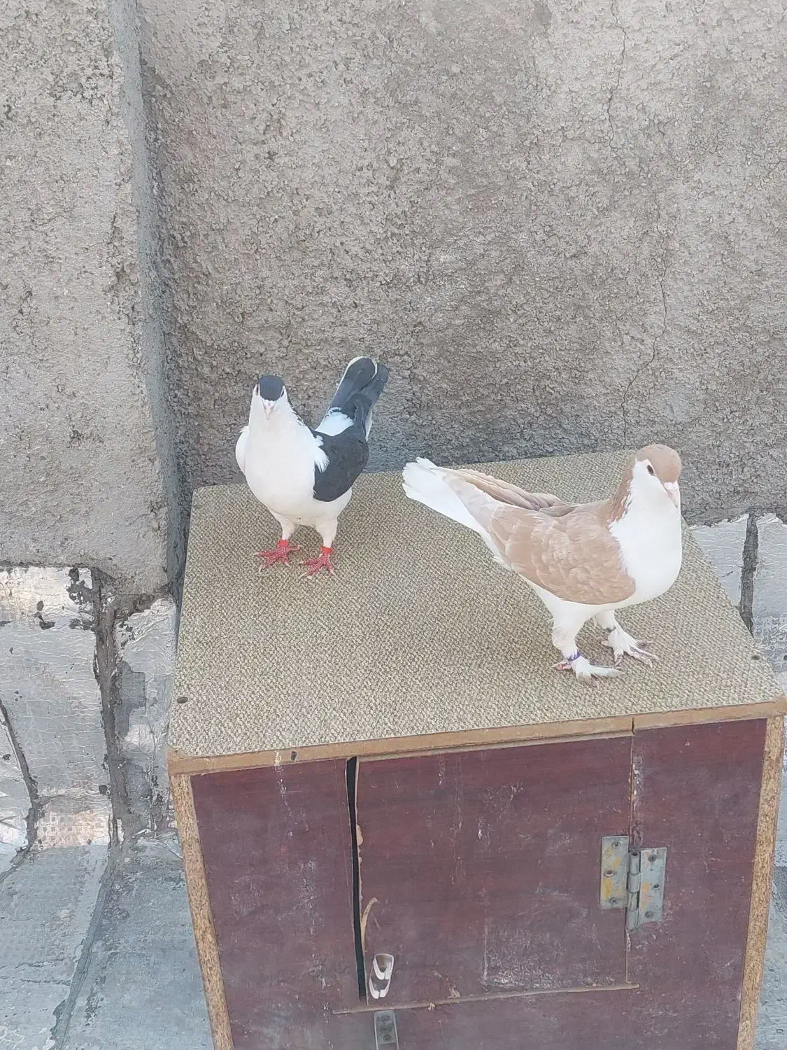 یکجفت کبوتر ساده|پرنده|پاکدشت, پاکدشت (مامازند)|دیوار