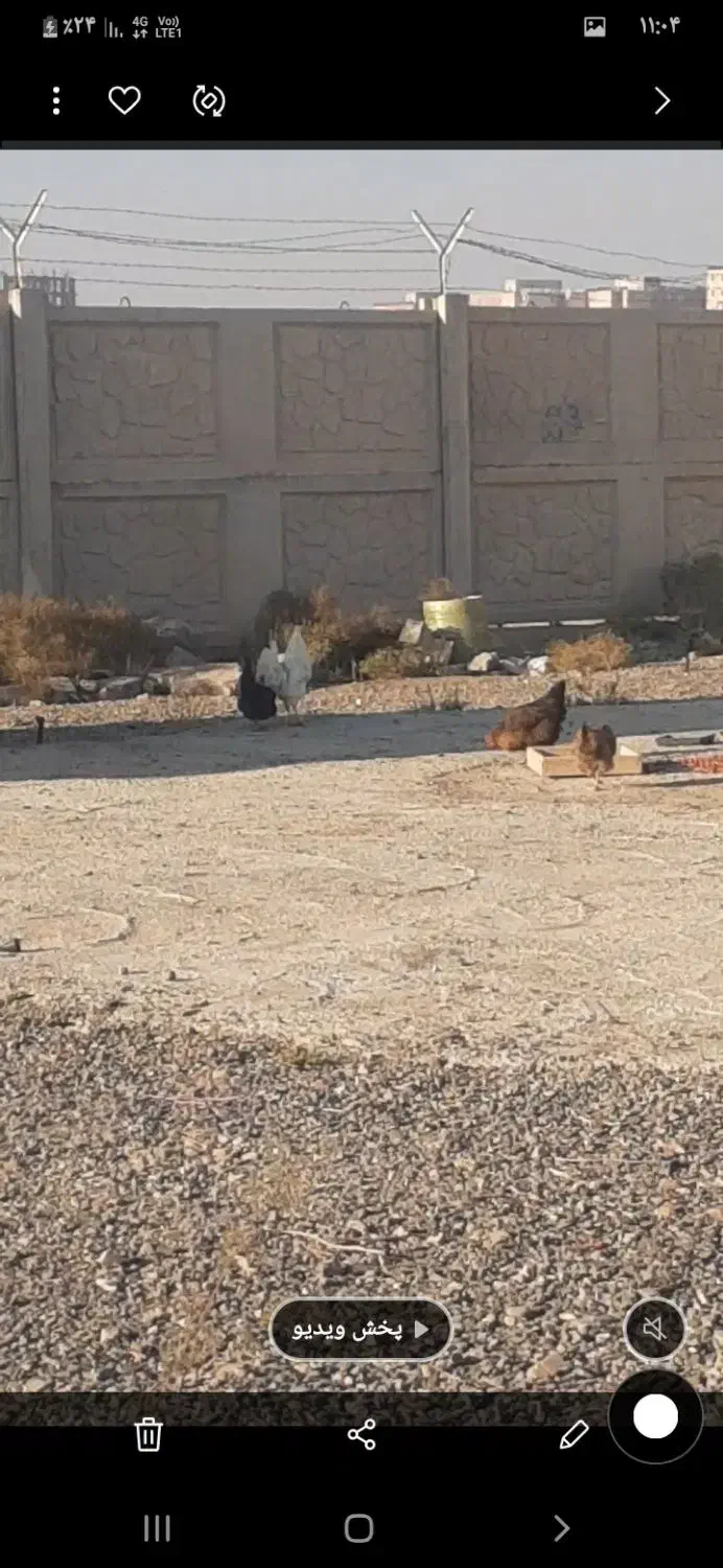 سهره لطفا متنو خوب بخونید|حیوانات مزرعه|محمدیه-قزوین, |دیوار