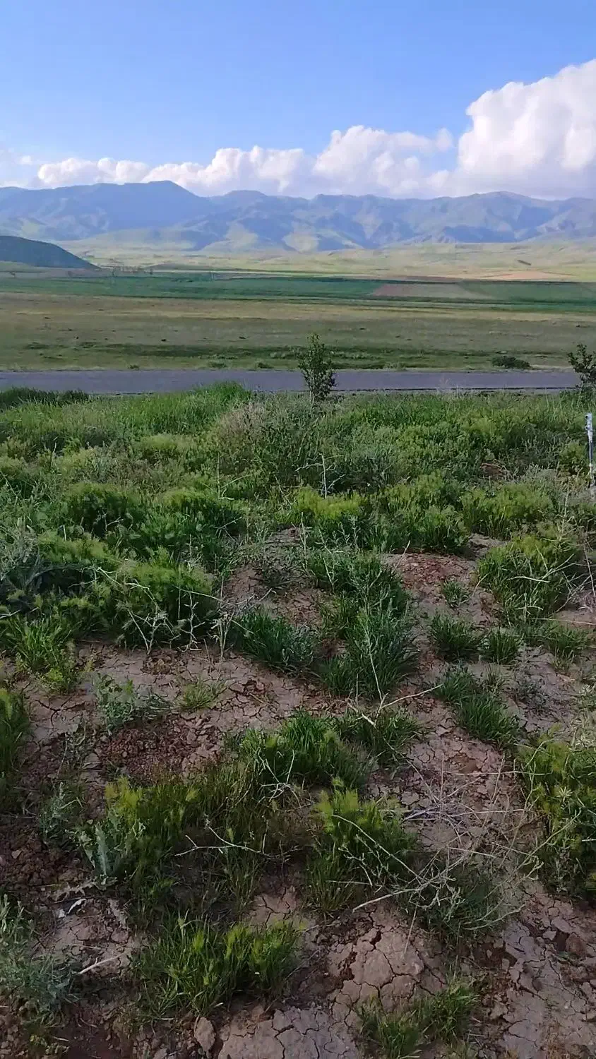 زمین کشاورزی ۶۵۰۰|فروش زمین و ملک کلنگی|هریس, |دیوار