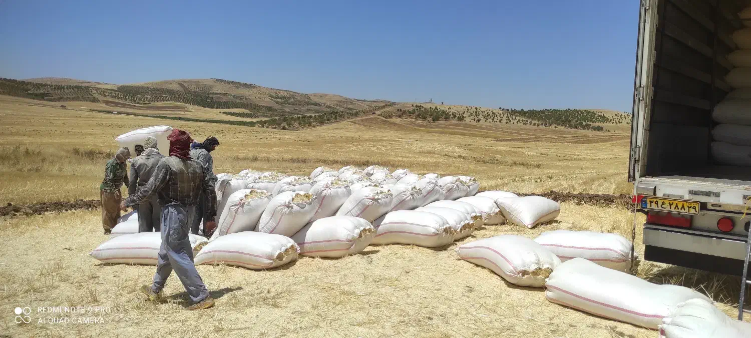 کاه|خدمات باغبانی و درختکاری|زابل, |دیوار