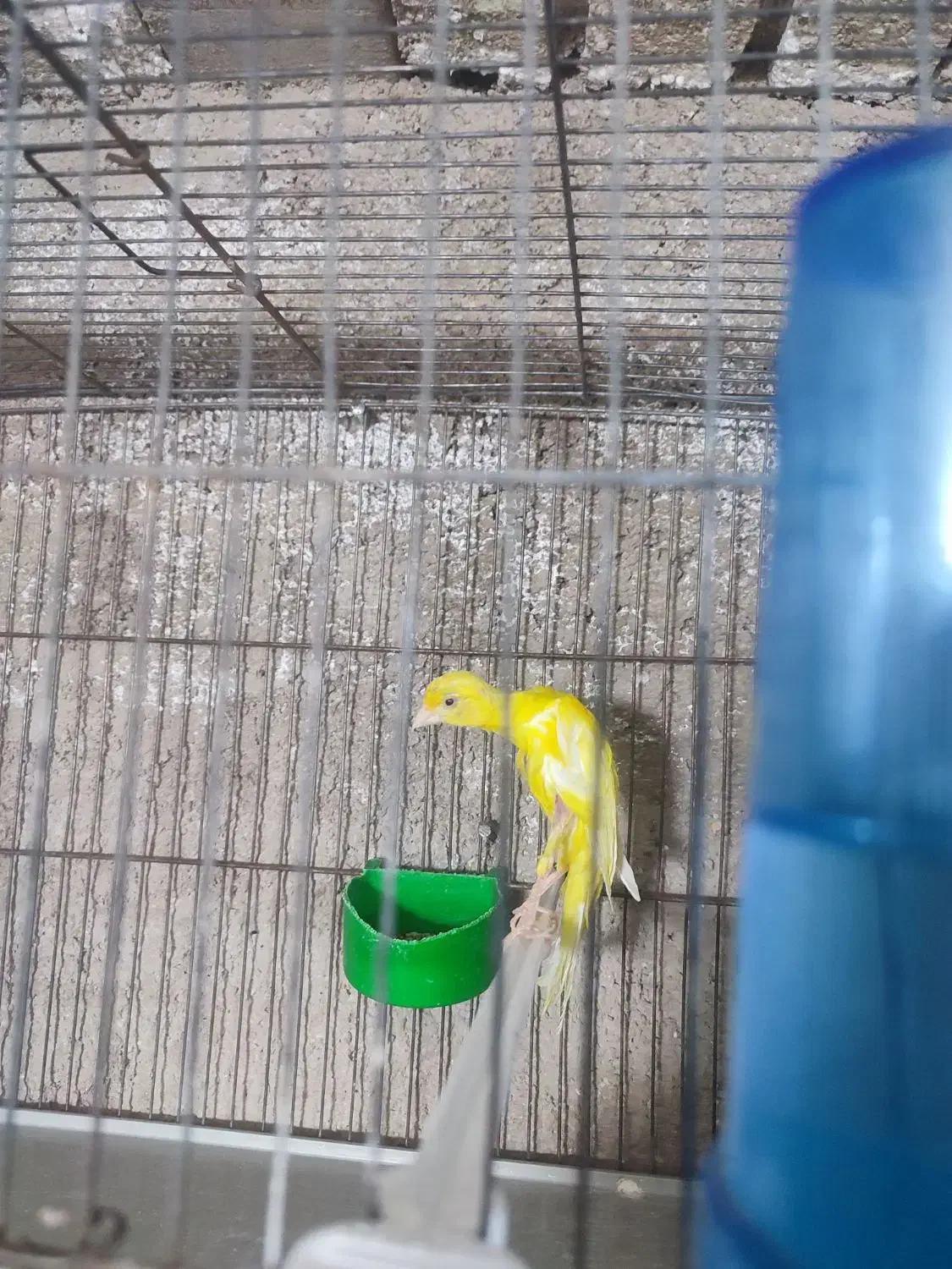 قناری جیبر و یکسر|پرنده|شیراز, فرودگاه شهید دستغیب شیراز|دیوار