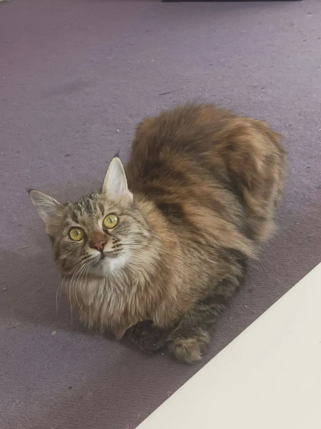 گربه پرشین بریتیش|گربه|اصفهان, شهرک امام خمینی|دیوار