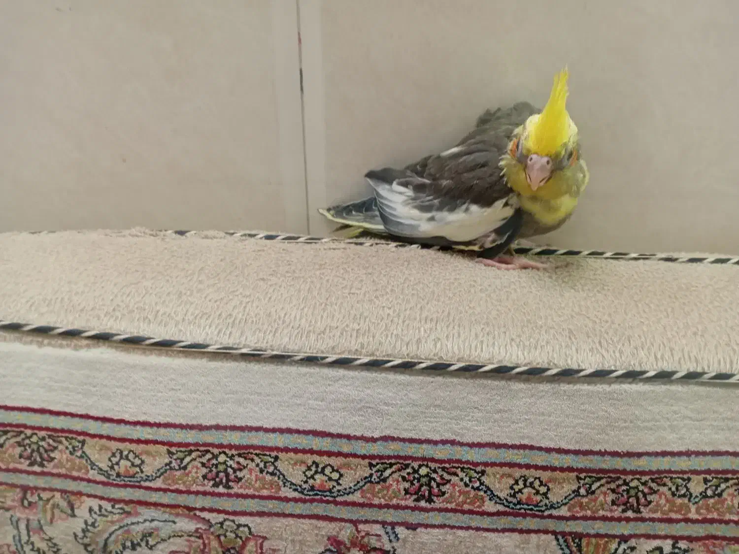 جوجه عروس هلندی دون خور|پرنده|قم, کاسه گران|دیوار