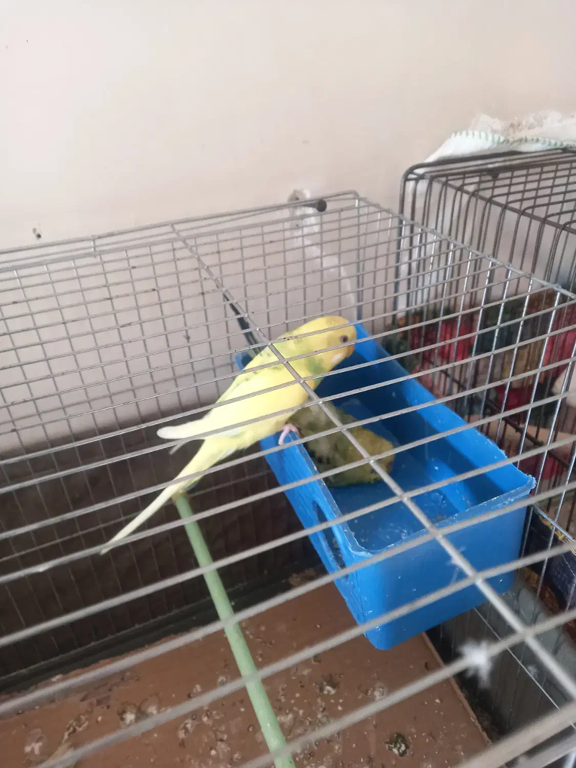 مرغ عشق|پرنده|اندیشه, اندیشه فاز ۵|دیوار