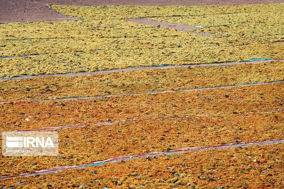 کشمش سبزه تیزابی و انگوری|حراج|ملایر, |دیوار