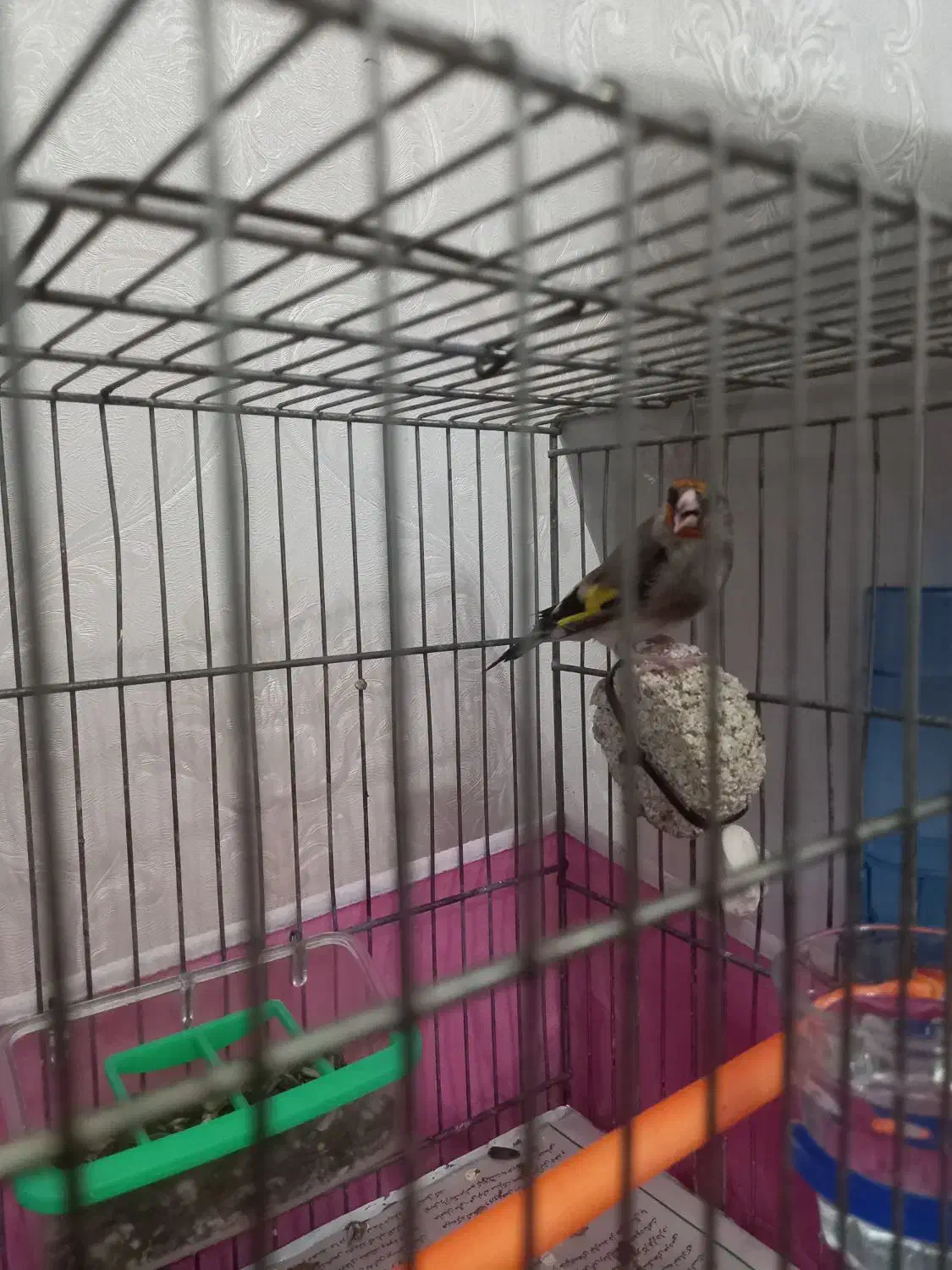 سهره  کرمانی نر|پرنده|گرگان, |دیوار